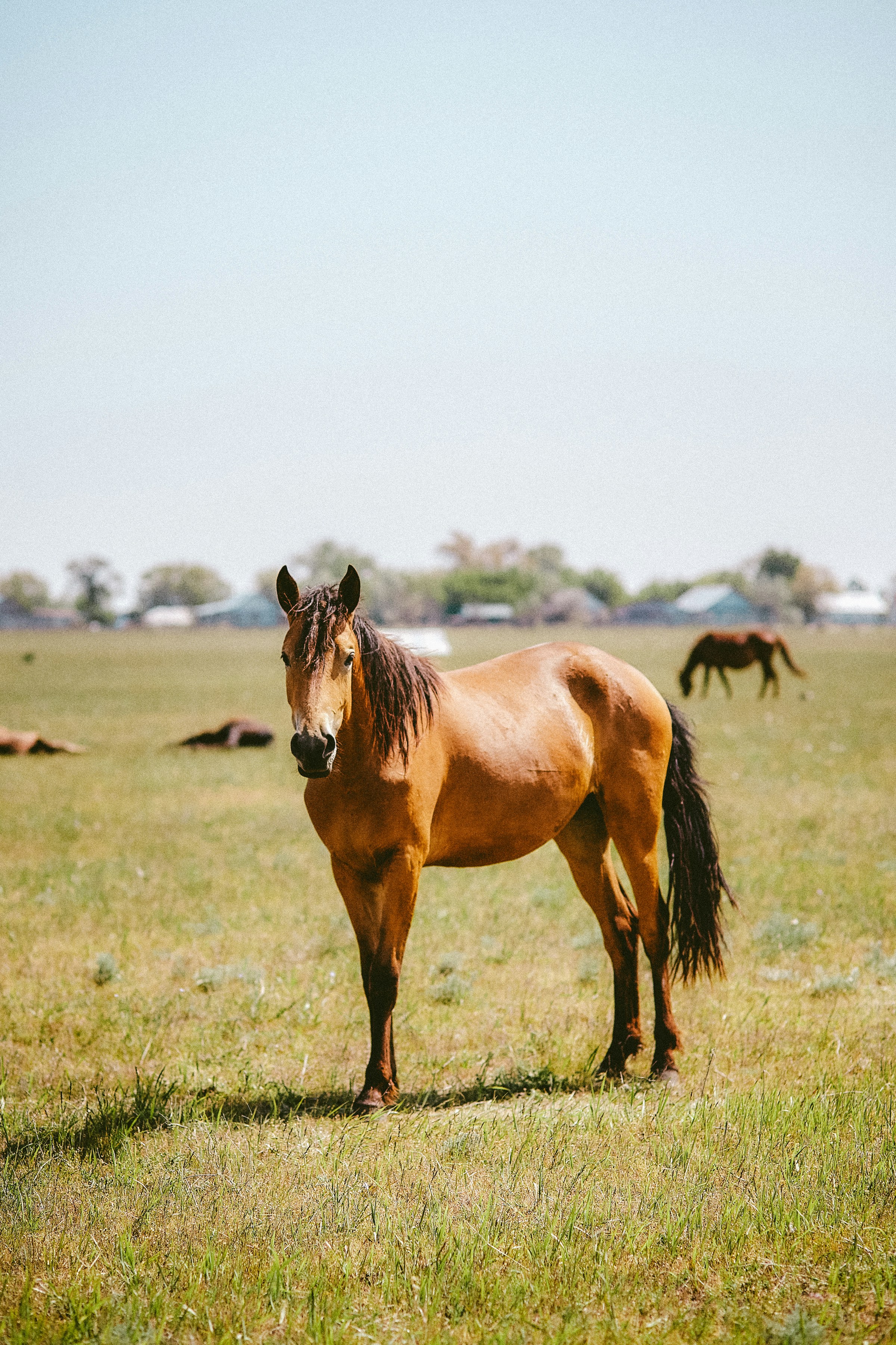 Fotografia ilustrativa de um cavalo castanho